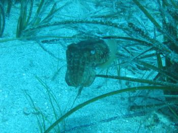 Cuttle fish in Cesme, Turkey. Canon A70. Is he a little b... by Erman Pektok 